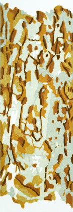 WE-08-ECangoraphora(v)