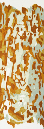 WE-08-ECangoraphora