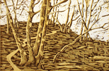 WP(foret-campagne)