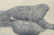 WP(metamorphose)